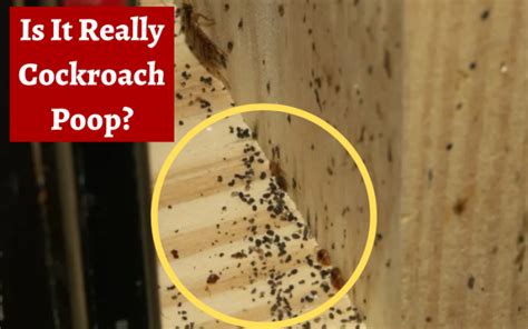 Cockroach Poop: How to Identify and Clean Roach .